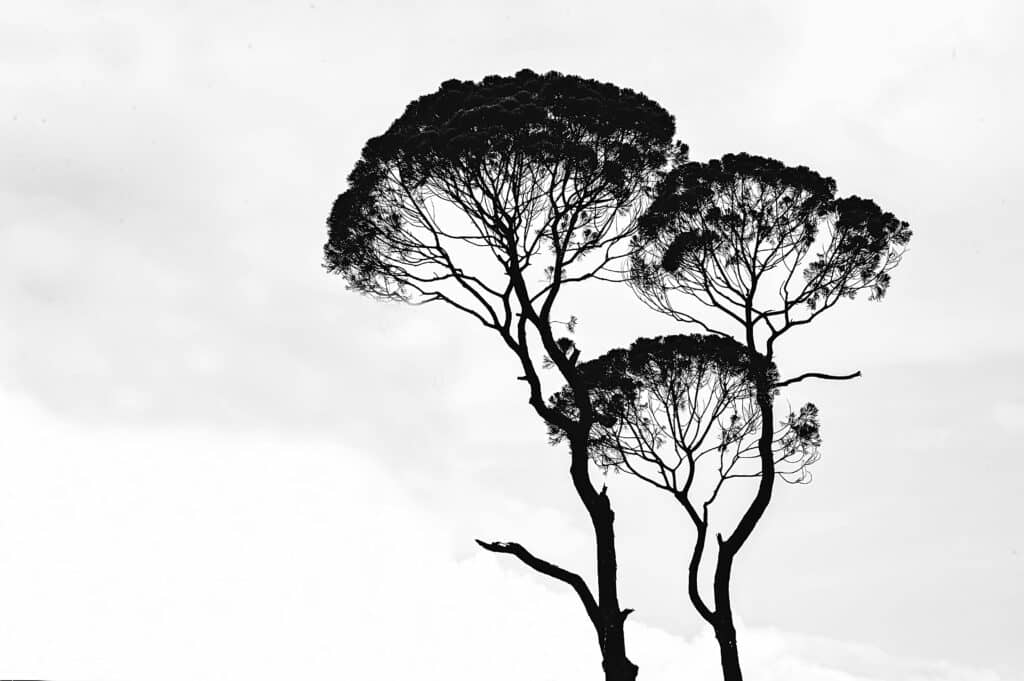 Illustration of a tree symbolizing growth, quality, and reliability in Salesforce testing