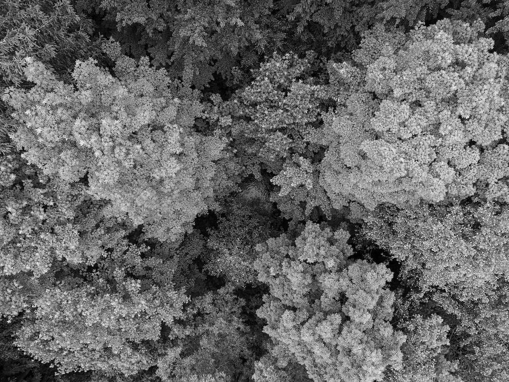 Aerial view of dense forest canopy symbolizing depth, structure, and quality in Salesforce QA and test automation