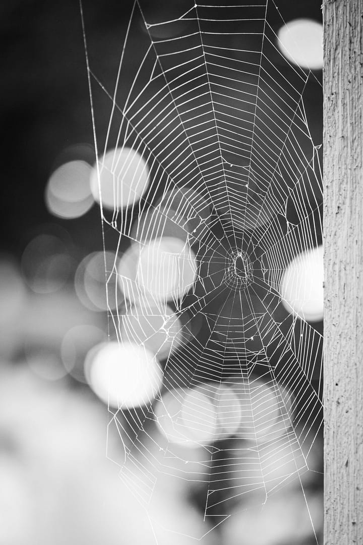 Spider web symbolizing precision, structure, and interconnectedness in Salesforce testing and QA
